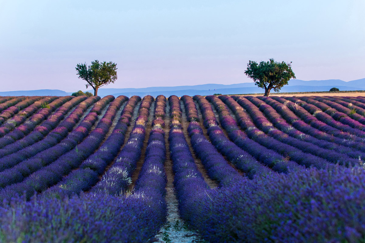 Valensole (Frankreich)