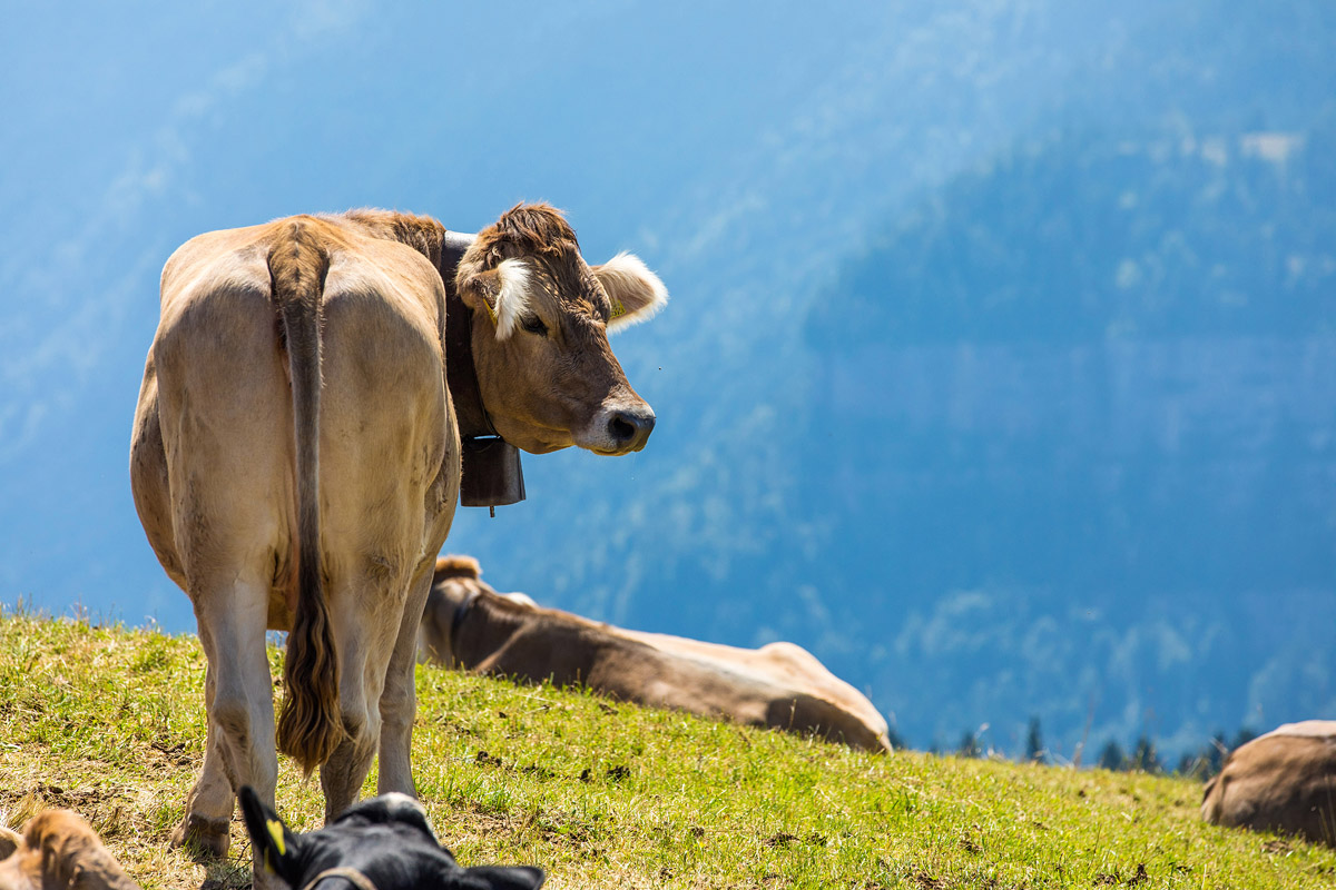 Rigi (Schweiz)