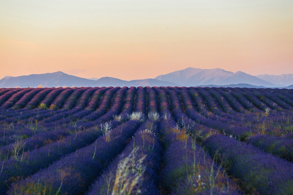 Valensole (Frankreich)