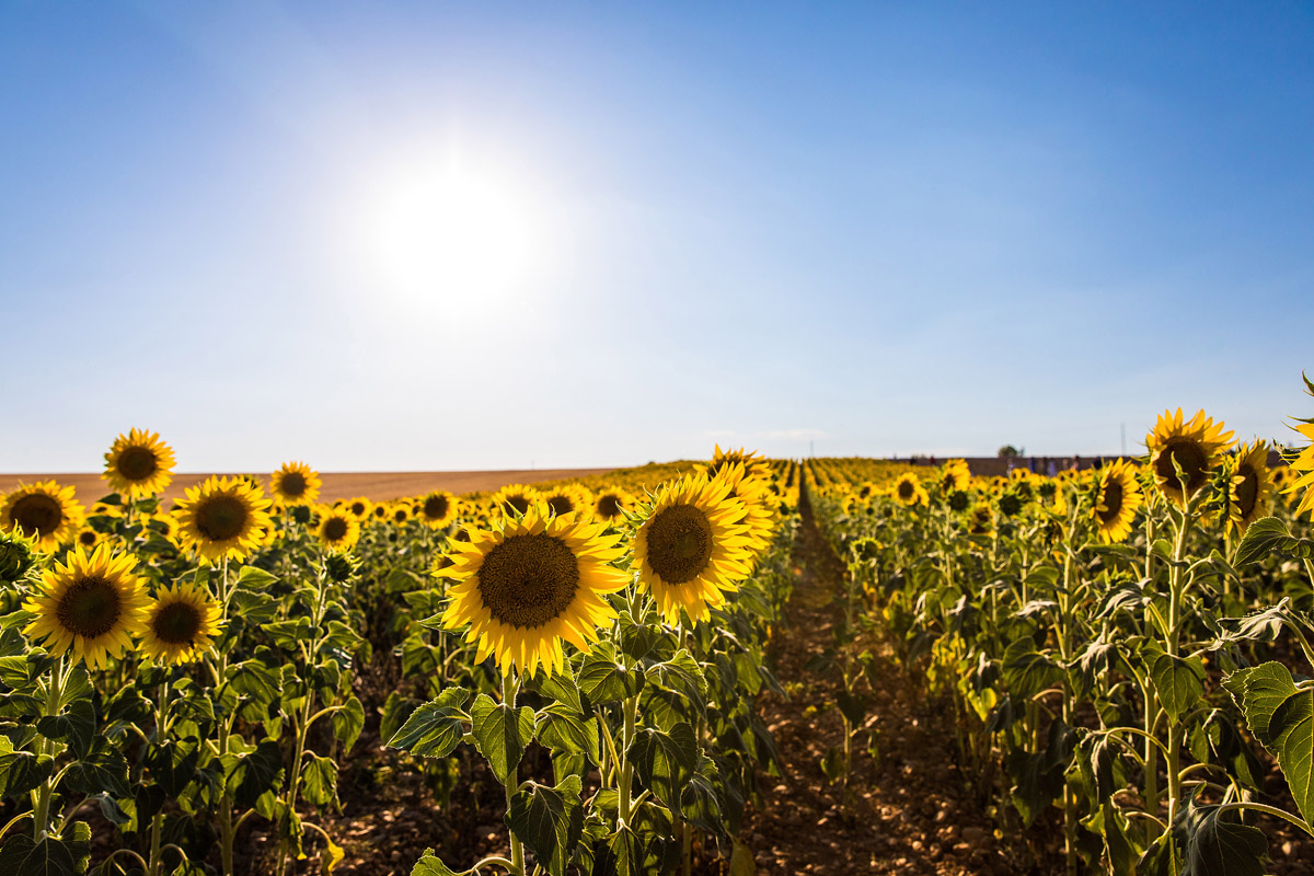 Valensole (Frankreich)