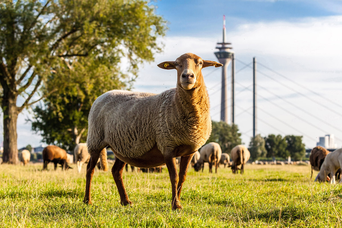 Düsseldorf (Deutschland)